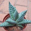 Gonialoe sladeniana