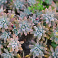 Graptopetalum