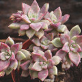 Graptopetalum 'Claret'