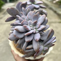 Graptopetalum 'Murasaki Cristatum'