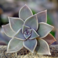 Graptopetalum paraguayense