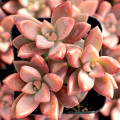 Graptosedum