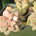 Graptosedum