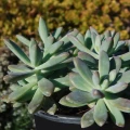 Graptosedum 'Daniel-san'