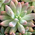 Graptosedum 'Darley Sunshine'