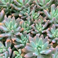 Graptosedum 'Francesco Baldi'