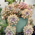 Graptosedum 'Ghosty'