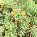 Graptosedum 'Joan Steele'