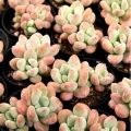 Graptosedum 'Miul'