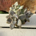 Graptosedum 'Nuit Blanche'