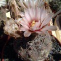 Gymnocalycium Alboareolatum