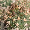 Gymnocalycium Ambatoense