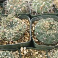 Gymnocalycium Amerhauseri