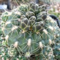 Gymnocalycium Andreae