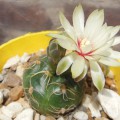 Gymnocalycium Angelae