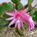 Hatiora Rosea