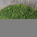 Haworthia Angustifolia