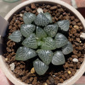 Haworthia bayeri