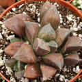 Haworthia 'Chocolate'