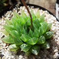 Haworthia cooperi