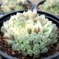 Haworthia cooperi f. variegata