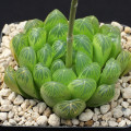 Haworthia cooperi var. dielsiana