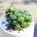 Haworthia cooperi var. obtusa