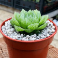 Haworthia cooperi var. picturata