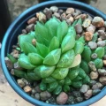 Haworthia cooperi var. pilifera