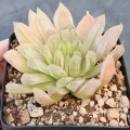 Haworthia cooperi var. pilifera f. variegata
