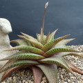 Haworthia 'Crocodile Skin'