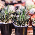 Haworthia fasciata