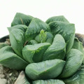 Haworthia 'Green Rose'