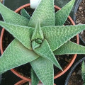 Haworthia 'Jade Star'