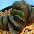 Haworthia 'Kegani'
