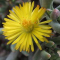 Hereroa aspera