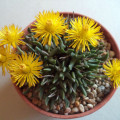 Hereroa brevifolia