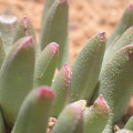 Hereroa calycina