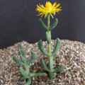 Hereroa fimbriata