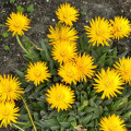 Hereroa glenensis
