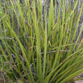 Hesperaloe campanulata