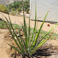 Hesperaloe chiangii