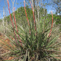 Hesperaloe engelmannii