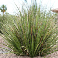 Hesperaloe funifera