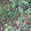 Hesperaloe malacophylla