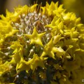 Hoodia Alstonii