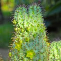 Hoodia Flava