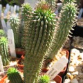 Hoodia Gordonii