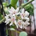 Hoya australis