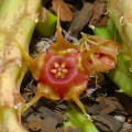 Huernia Andreaeana